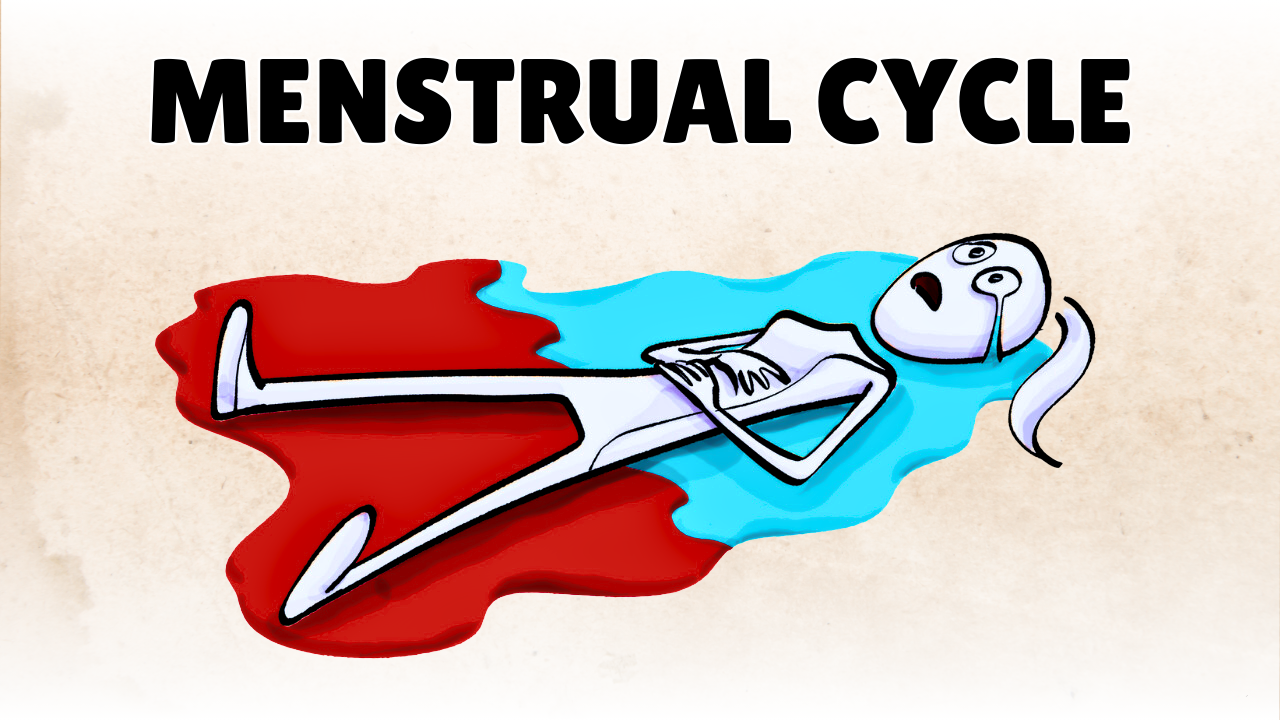 Female Hormone Cycle